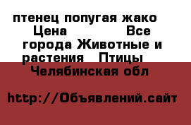 птенец попугая жако  › Цена ­ 60 000 - Все города Животные и растения » Птицы   . Челябинская обл.